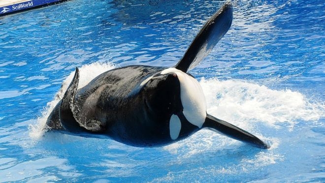Когда смерть убийцы оплакивают все. Во Флориде скончался знаменитый самец косатки