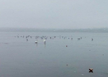 В Николаеве в Яхт-клубе на льду замерзает стая лебедей