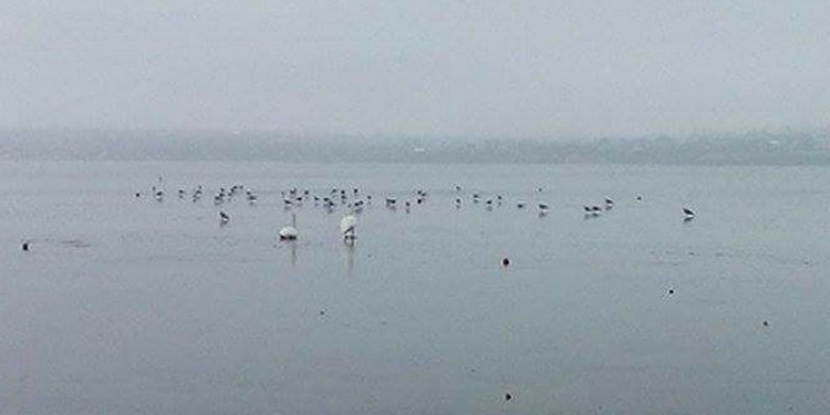 В Николаеве в Яхт-клубе на льду замерзает стая лебедей