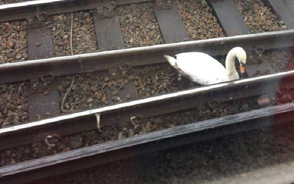 Птицы на работу не спешат. В Лондоне лебедь вышел на рельсы и остановил движение поезда