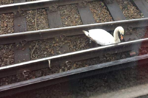 Птицы на работу не спешат. В Лондоне лебедь вышел на рельсы и остановил движение поезда 1