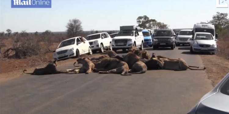 Два десятка львов устроили затор, обедая посреди дороги