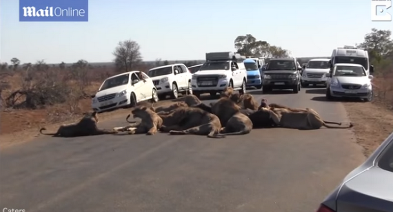 Два десятка львов устроили затор, обедая посреди дороги 1