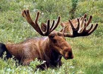 В Украине могут на 25 лет запретить охоту на лосей – для спасения популяции