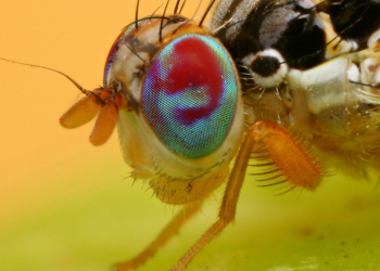 Груз киви из Греции в Украину не пустят – он с запрещенными «пассажирами»