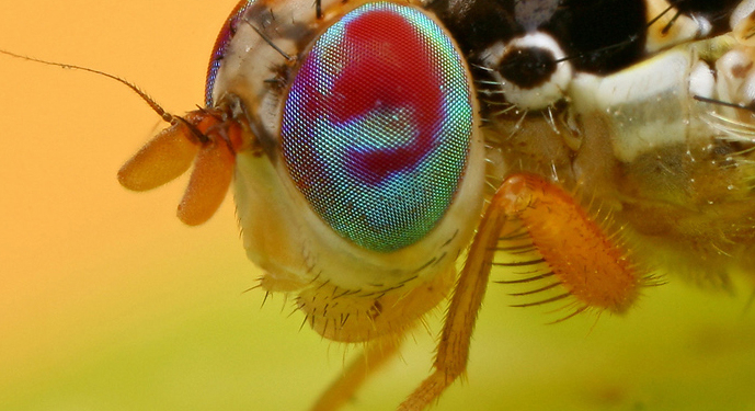 Груз киви из Греции в Украину не пустят – он с запрещенными «пассажирами»