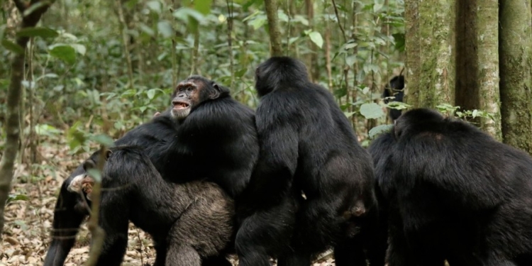 Политикам на заметку. Шимпанзе убили и съели своего альфа-самца
