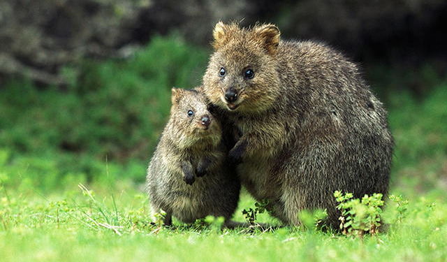 В Австралии все ищут большую крысу – она сбежала из парка на острове