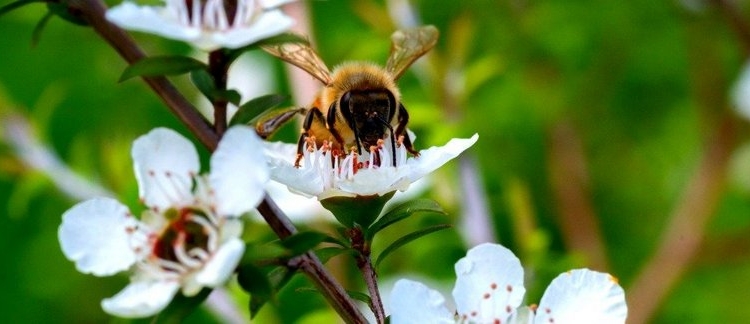 В Австралии мёд могут применять вместо устаревших антибиотиков