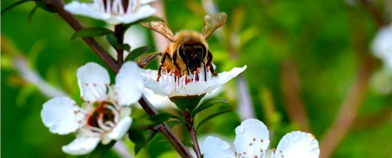 В Англии украли 24 тысячи пчел 1