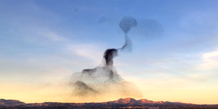 Завораживающая геометрия птичьих стай