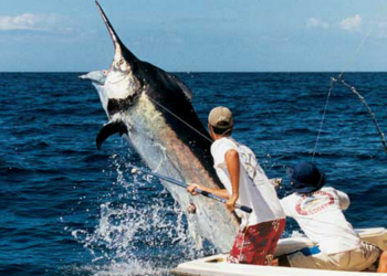 Шесть часов провел в океане рыбак, которого утащил в воду марлин
