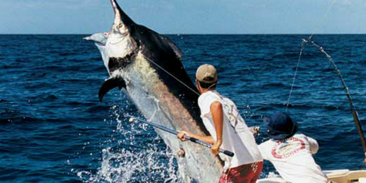 Шесть часов провел в океане рыбак, которого утащил в воду марлин