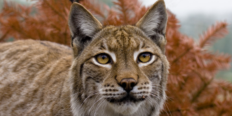 В Вашингтоне из зоопарка сбежала рысь. Пока не нашли