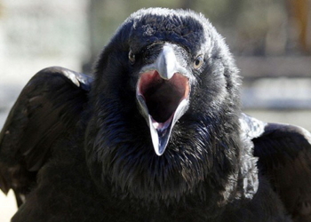 Не может быть? Может! Ворона украла паспорт гражданина Эстонии во время таможенного контроля