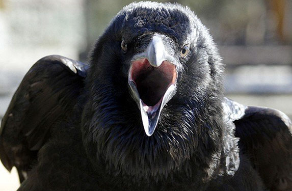 Не может быть? Может! Ворона украла паспорт гражданина Эстонии во время таможенного контроля