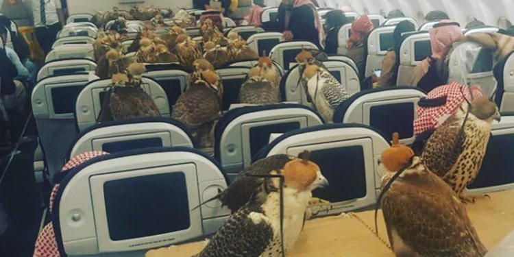 Саудовский принц выкупил самолет для 80 соколов? Говорят, птичьи билеты – уже не редкость