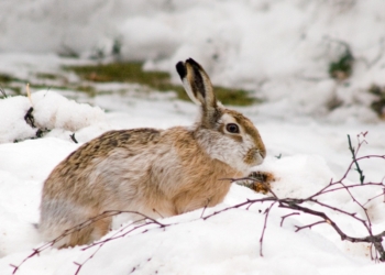 На Николаевщине браконьеры ставили на зайцев петли