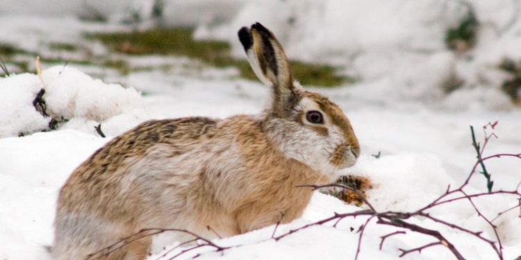 На Николаевщине браконьеры ставили на зайцев петли