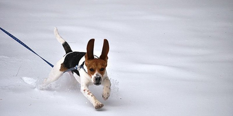 А кому-то снег в радость: снежные забавы четвероногих