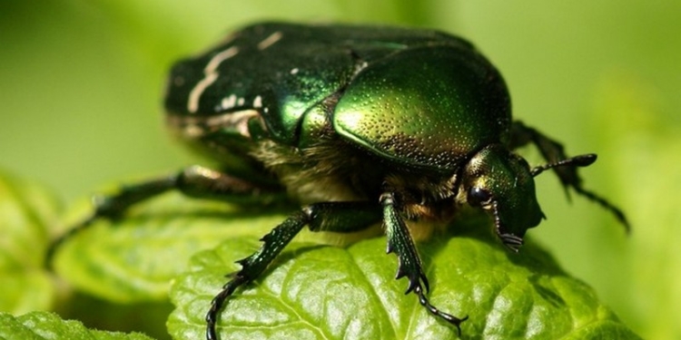 Из-за глобального потепления насекомые стали хуже размножаться, – учёные