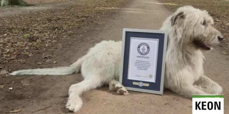 76,8 см – в Бельгии зарегистрировали мировой рекорд самого длинного хвоста у собаки