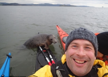 Незваный гость: тюлень чуть не потопил каяк туриста неподалеку от берегов Шотландии