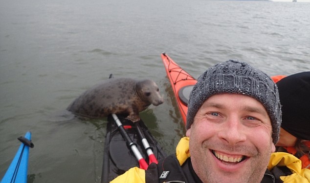 Незваный гость: тюлень чуть не потопил каяк туриста неподалеку от берегов Шотландии