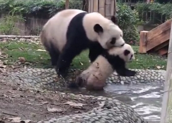 Звери как люди. «А я сказала, ты пойдешь купаться!» – эту панду поймут многие мамы