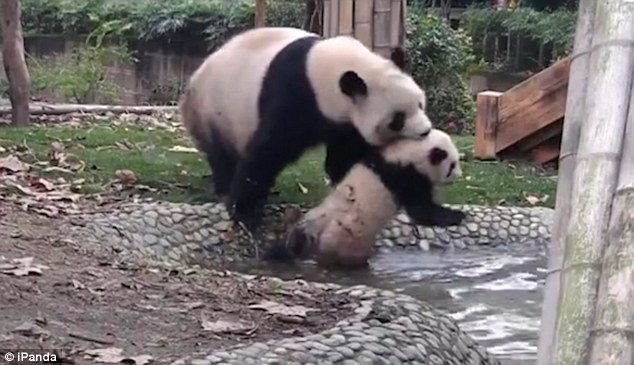 Звери как люди. «А я сказала, ты пойдешь купаться!» – эту панду поймут многие мамы