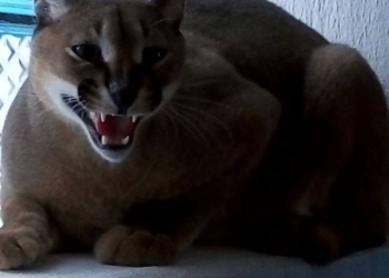 В Николаевском зоопарке – пополнение: к нам приехала пара каракалов