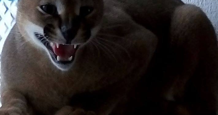 В Николаевском зоопарке – пополнение: к нам приехала пара каракалов