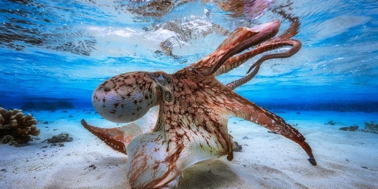 Всплеск: названы лучшие подводные фотографы мира