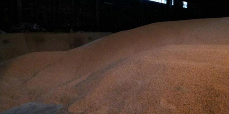 Эта кукуруза в Панаму не дошла: в Николаеве остановили незаконный экспорт