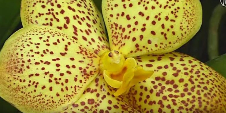 Выставка в Нью-Йорке: тысячи орхидей в полном цвету