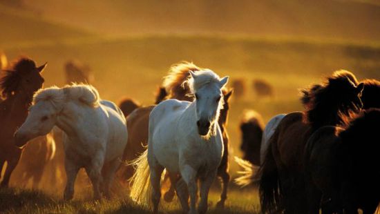 Деньги, золото и даже лошади: монголы «сбрасываются» на погашение внешнего долга страны 1