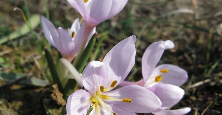 Весна на пороге: на склонах Тилигульского лимана на Николаевщине появились первоцветы