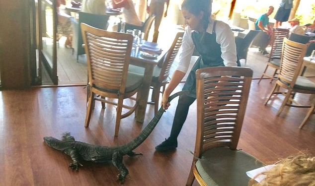 Варанам нельзя! В Австралии бесстрашная официантка за хвост вытащила из ресторана незваного гостя