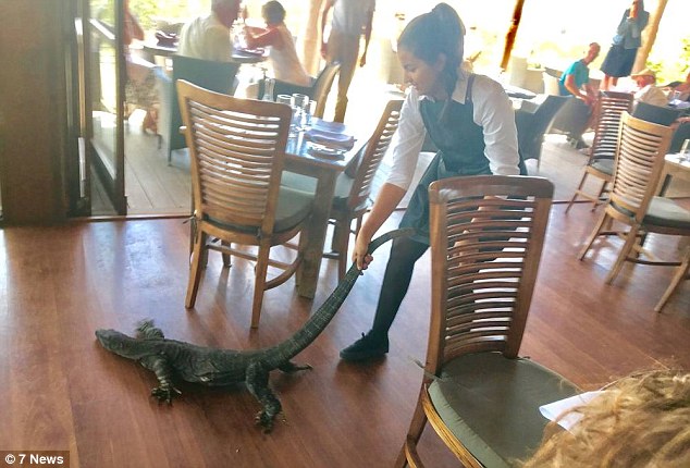 Варанам нельзя! В Австралии бесстрашная официантка за хвост вытащила из ресторана незваного гостя 1