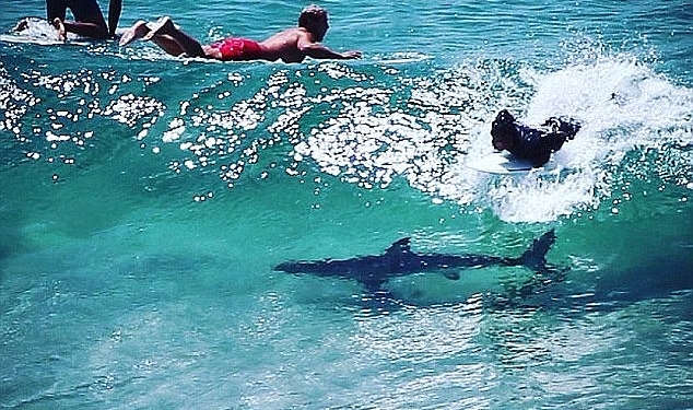 Обманчивая идиллия: большая белая акула оказалась менее чем в метре от серфера