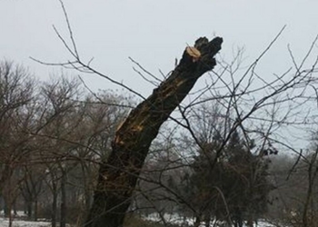 В Николаеве введен двухмесячный мораторий на обрезку деревьев. Но аварийные будут сносить