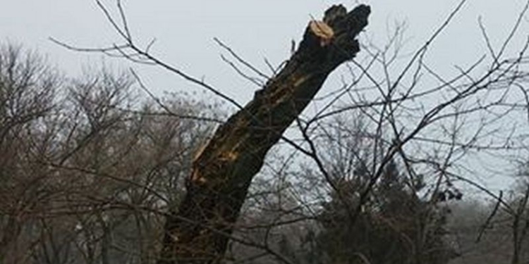 В Николаеве введен двухмесячный мораторий на обрезку деревьев. Но аварийные будут сносить
