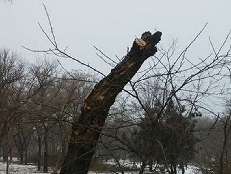 В Николаеве введен двухмесячный мораторий на обрезку деревьев. Но аварийные будут сносить 1