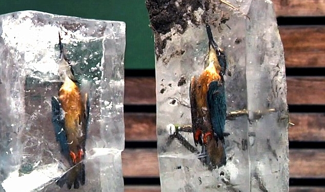 Уловляя, уловлен: в Германии лесник нашел двух зимородков в кусках льда
