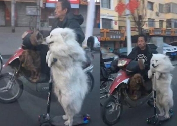 Медведями на велосипеде вряд ли кого-то удивишь, а вот китаец удивил своим самоедом на самокате