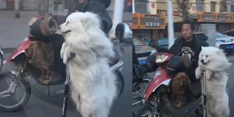 Медведями на велосипеде вряд ли кого-то удивишь, а вот китаец удивил своим самоедом на самокате