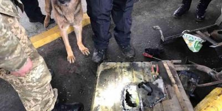 6 кг марихуаны в Россию не дал провезти чуткий нос Трискана