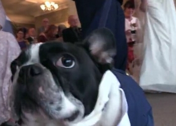 Как французский бульдог Джордж спас бракосочетание своих хозяев, когда шафер забыл обручальные кольца