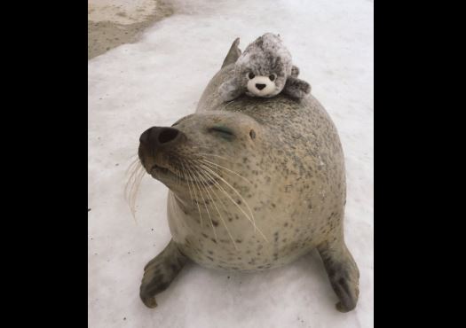 В японском зоопарке тюленю дали плюшевого тюленя. Его реакция была неожиданной 2