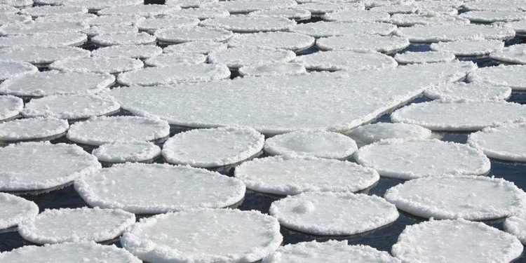 К Масленице? Ворскла покрылась ледяными блинами